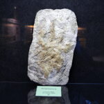 13.07.2017 Miedzianka. Wystawa "Tropami  świętokrzyskich dinozaurów". / Jarosław Kubalski / Radio Kielce