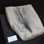 13.07.2017 Miedzianka. Wystawa "Tropami  świętokrzyskich dinozaurów". / Jarosław Kubalski / Radio Kielce