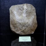 13.07.2017 Miedzianka. Wystawa "Tropami  świętokrzyskich dinozaurów". / Jarosław Kubalski / Radio Kielce