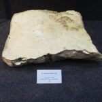 13.07.2017 Miedzianka. Wystawa "Tropami  świętokrzyskich dinozaurów". / Jarosław Kubalski / Radio Kielce