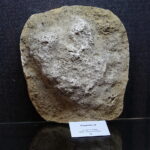 13.07.2017 Miedzianka. Wystawa "Tropami  świętokrzyskich dinozaurów". / Jarosław Kubalski / Radio Kielce