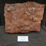 13.07.2017 Miedzianka. Wystawa "Tropami  świętokrzyskich dinozaurów". / Jarosław Kubalski / Radio Kielce