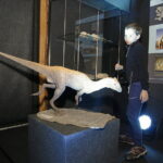 13.07.2017 Miedzianka. Wystawa "Tropami  świętokrzyskich dinozaurów". / Jarosław Kubalski / Radio Kielce