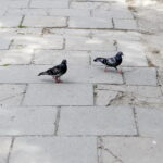 14.07.2017 Kielce. Chodnik przy ulicy Marszałkowskiej. / Jarosław Kubalski / Radio Kielce