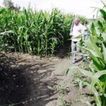 23.07.2017 Kurozwęki. Otwarcie labiryntu / Jarosław Kubalski / Radio Kielce