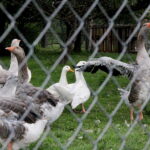 04.07.2017 Lubania. Gospodarstwo agroturystyczne "Różane Wzgórze". / Krzysztof Bujnowicz / Radio Kielce