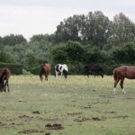 04.07.2017 Lubania. Gospodarstwo agroturystyczne "Różane Wzgórze". / Krzysztof Bujnowicz / Radio Kielce