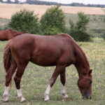 04.07.2017 Lubania. Gospodarstwo agroturystyczne "Różane Wzgórze". / Krzysztof Bujnowicz / Radio Kielce