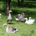 04.07.2017 Lubania. Gospodarstwo agroturystyczne "Różane Wzgórze". / Krzysztof Bujnowicz / Radio Kielce