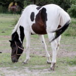 04.07.2017 Lubania. Gospodarstwo agroturystyczne "Różane Wzgórze". / Krzysztof Bujnowicz / Radio Kielce