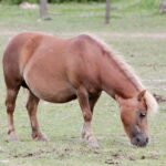 04.07.2017 Lubania. Gospodarstwo agroturystyczne "Różane Wzgórze". / Krzysztof Bujnowicz / Radio Kielce