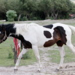 04.07.2017 Lubania. Gospodarstwo agroturystyczne "Różane Wzgórze". / Krzysztof Bujnowicz / Radio Kielce