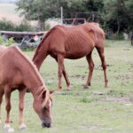 04.07.2017 Lubania. Gospodarstwo agroturystyczne "Różane Wzgórze". / Krzysztof Bujnowicz / Radio Kielce