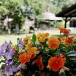 06.07.2017 Celiny. Gospodarstwo agroturystyczne "Gratka". Międzynarodowy Plener Malarski. / Krzysztof Bujnowicz / Radio Kielce