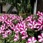 06.07.2017 Celiny. Gospodarstwo agroturystyczne "Gratka". Międzynarodowy Plener Malarski. / Krzysztof Bujnowicz / Radio Kielce