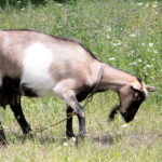 18.07.2017 Pińczów. Gospodarstwo Agroturystyczne „Nad Nidą”. / Krzysztof Bujnowicz / Radio Kielce