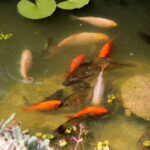 18.07.2017 Pińczów. Gospodarstwo Agroturystyczne „Nad Nidą”. / Krzysztof Bujnowicz / Radio Kielce