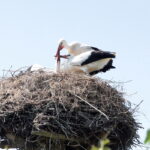 Raport Dnia. Gospodarstwo agroturystyczne "Gród Pędzików" (19.07.2017) / Krzysztof Bujnowicz / Radio Kielce