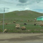 Mongolia. / Maciej Białek