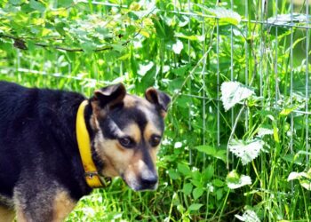 Pies do adopcji - Ramzes / Radio Kielce