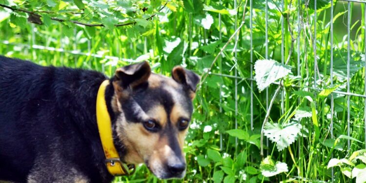 Pies do adopcji - Ramzes / Radio Kielce