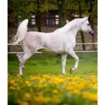 Święto Konia Arabskiego / Stadnina Koni w Michałowie / Gerda