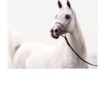 Święto Konia Arabskiego / Stadnina Koni w Michałowie / Laranda