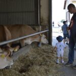 15.08.2017 Michałów. Dzień otwarty w stadninie koni / Kamil Włosowicz - Radio Kielce / Michałów. Dzień otwarty w stadninie koni