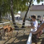 15.08.2017 Michałów. Dzień otwarty w stadninie koni / Kamil Włosowicz - Radio Kielce / Michałów. Dzień otwarty w stadninie koni