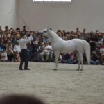 15.08.2017 Michałów. Dzień otwarty w stadninie koni / Kamil Włosowicz - Radio Kielce / Michałów. Dzień otwarty w stadninie koni