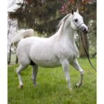 Święto Konia Arabskiego / Stadnina Koni w Michałowie / Pentra