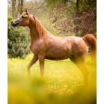 Święto Konia Arabskiego / Stadnina Koni w Michałowie / Galacja