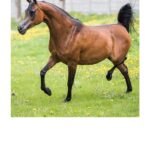 Święto Konia Arabskiego / Stadnina Koni w Michałowie / Wazira