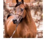 Święto Konia Arabskiego / Stadnina Koni w Michałowie / Foggoria