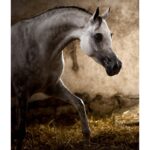 Święto Konia Arabskiego / Stadnina Koni w Michałowie / Empera