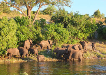 Muzyczne Podróże przez Świat - Namibia i Botswana / Bożena Woźniczka / Namibia i Botswana