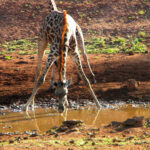 Muzyczne Podróże przez Świat - Namibia i Botswana / Bożena Woźniczka / Namibia i Botswana