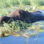 Muzyczne Podróże przez Świat - Namibia i Botswana / Bożena Woźniczka / Namibia i Botswana