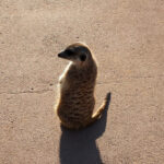 Muzyczne Podróże przez Świat - Namibia i Botswana / Bożena Woźniczka / Namibia i Botswana