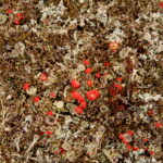 05.08.2017 Muzyczne Podróże Przez Świat - Rejs do przylądka Horn. / Majka Szura / Rejs do przylądka Horn