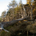 05.08.2017 Muzyczne Podróże Przez Świat - Rejs do przylądka Horn. / Majka Szura / Rejs do przylądka Horn
