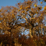 05.08.2017 Muzyczne Podróże Przez Świat - Rejs do przylądka Horn. / Majka Szura / Rejs do przylądka Horn