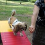 04.08.2017 Kielce. Plac zabaw dla psów / Wiktor Dziarmaga - Radio Kielce / Kielce. Plac zabaw dla psów