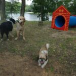 04.08.2017 Kielce. Plac zabaw dla psów / Wiktor Dziarmaga - Radio Kielce / Kielce. Plac zabaw dla psów