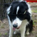 04.08.2017 Kielce. Plac zabaw dla psów / Wiktor Dziarmaga - Radio Kielce / Kielce. Plac zabaw dla psów