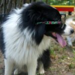 04.08.2017 Kielce. Plac zabaw dla psów / Wiktor Dziarmaga - Radio Kielce / Kielce. Plac zabaw dla psów