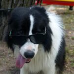 04.08.2017 Kielce. Plac zabaw dla psów / Wiktor Dziarmaga - Radio Kielce / Kielce. Plac zabaw dla psów