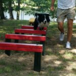 04.08.2017 Kielce. Plac zabaw dla psów / Wiktor Dziarmaga - Radio Kielce / Kielce. Plac zabaw dla psów