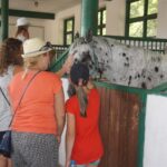 15.08.2017 Michałów. Dzień otwarty w stadninie koni / Kamil Włosowicz - Radio Kielce / Michałów. Dzień otwarty w stadninie koni