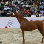 Aukcja Pride of Poland - El Dorella / www.prideofpoland.com / El Dorella